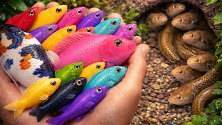 Wild Aquarium Fish Catching Adventure – Exploring a Small Pond Full of Surprises!