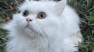 Diary of a Chunky Kitten I 小肥猫碎碎念之一  #chunkycat #cat #cutecats #funnycats