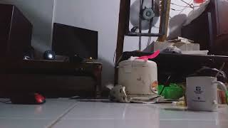 My Video