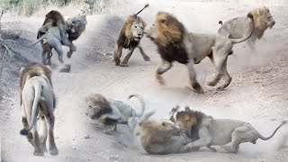 Another Episode in LION WARFARE