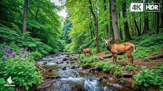 Good relaxing music to reduce stress - Music heals the heart and blood vessels