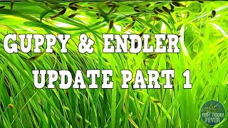 GUPPY & ENDLER UPDATE PART 1