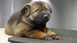 The Most Dramatic And Adorable German Shepherd Puppies I've Ever Groomed 😂❤️