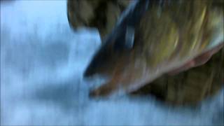 Ice Fishing Walleyes in Door County