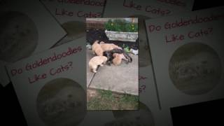 Do goldendoodles like cats?