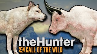 MORE TOPHIES IN THE HUNTER CALL OF THE WILD! ANOTHER RARE WOLF, MULTIPLE RARE YAK AND MORE!