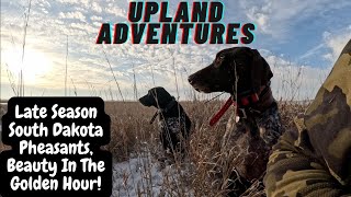 Late Season South Dakota Pheasants, Beauty In The Golden Hour!