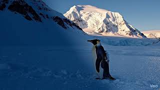 A Beautiful Day for a Final Goodbye 🐧💔 #shorts #penguin #story #sad