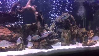 Wayne Stevens - My Cichlid setup