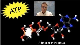 ATP: Adenosine Triphosphate