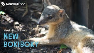 Meet our new bokiboky! | Endangered Species Day