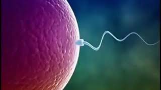 HEALING OVARIES WITH MEDITATION MUSIC - PROPER MENSTRUATION & ENHANCE FERTILITY & PREGNANCY