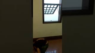 Meu irmão dançando sou luna