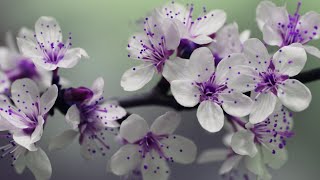 Relaxation and immersion in the world of calm music