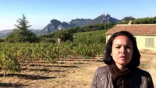 Dentelles de Montmirail
