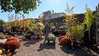 Last Pumpkin Harvest! (There Were SO Many!) 🙌🎃🍂 // Garden Answer