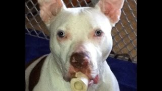 Ajax the Paralyzed Puppy May 2015