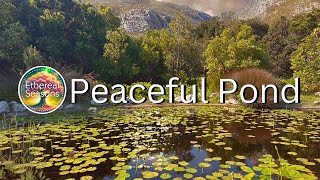 Peaceful Pond - 2.5 hours of Relaxing Acoustic Guitar Music for Sleep & Study