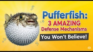 Pufferfish: 3 AMAZING Defense Mechanisms You Won't Believe!