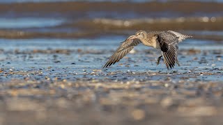 Titchwell Marsh with Steve Hedges on "Camilla & I"