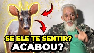 🔴 WHAT TO DO IF A DEER SEES YOU WAITING? Caatinga Hunter answers