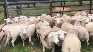 AuctionsPlus National Sheep Sale - Tuesday 23rd August 2022