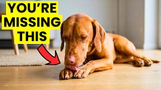 Is Your Dog Licking Their Paws Too Much? Watch This First
