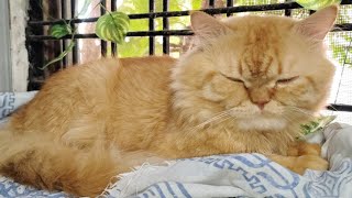 My cat's daily vlog routine #cat #catcute #music #cute #musicgenre #funny #song #yt #youtube