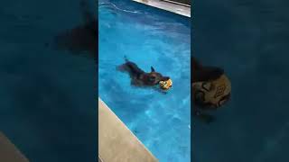 German Shepherd just wants to play ball in pool