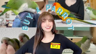 Honest Parrot Commercial