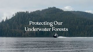 tentree: Introducing Seaforestation