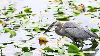 great blue heron catching and eating a tiny fish