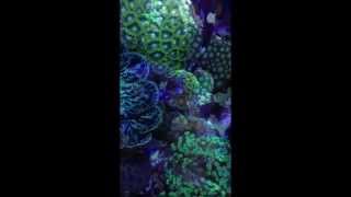 Nano Reef 48 L. Musik: “The Coral Reef” af Niels Eje