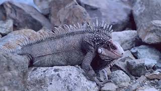 Evidence of Lizard People In The Garden Of Eden