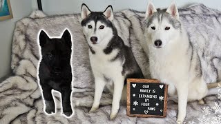 Did We Get a New Husky Puppy?