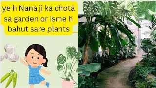 Nana ji  ke flowers or vegetables se milye 🪴🌷#myviralvideo #mychannel #aryaveer53 #loveplants