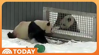 Love is in the Air for National Zoo Pandas: See Them Flirting!