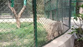 विचरण करता शेर