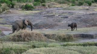 Buffalo vs Elephant - Masai Mara, Kenya