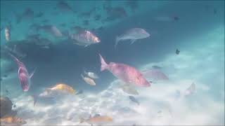 Coral Bay