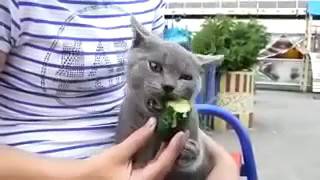 Amazing Cat Vs Cucumber Fighting 47 - More: [www.MangaScan.Live]