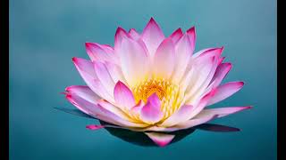AI video: "Orb-to-Lotus Transformation"