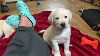 FLASHBACK FRIDAY: Puppy Tussles! 6 Adorable Lab Puppies Wrestle and Play. So Cute! #labrador #puppy