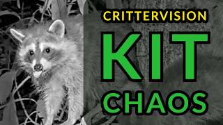 Adorable Raccoon Kits Wrestling and Playing at CritterVision!