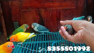 Tamed African love birds available in Mumbai / sabse sasta tame birds