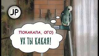 ✅ ОГО ПОКАКАЛА, УХ ТЫ КАКАЯ 🤣 ОДИН ДЕНЬ ИЗ ЖИЗНИ ЖАКО ПЕТРУНИ 🐦FUNNY PARROT ZHAKO PETRUNYA