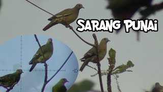 PUNAI NYA ROMBONGAN ‼️ BINGUNG SHOT YANG MANA