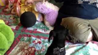 Rocky being silly with a balloon