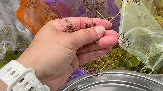 How to harvest Canada Honewort (Cryptotaenia canadensis) seeds