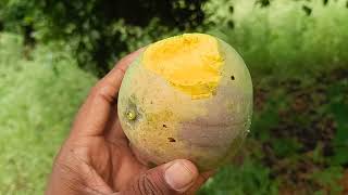 ಮಾವಿನಕಾಯಿಗೆ ಬೆಲೆನೇ ಇಲ್ಲ